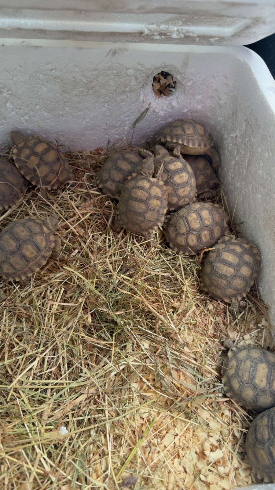 Sulcata, Enlèvement, Neuf, Autres types