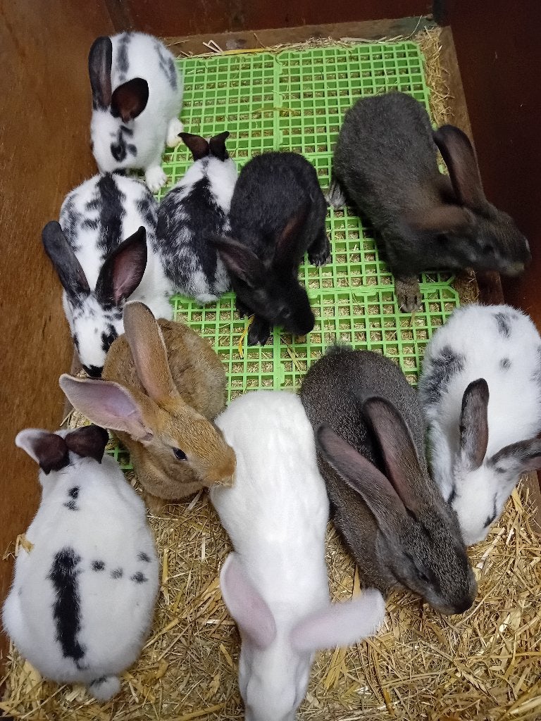Vleeskonijnen/Slachtkonijnen/Kweekvoedst./-Rammen/Gezelschap, Plusieurs animaux, Taille moyenne, 0 à 2 ans