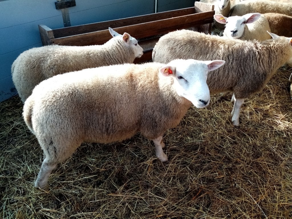 Rammen swifter en kruising, Mâle, Mouton, 0 à 2 ans