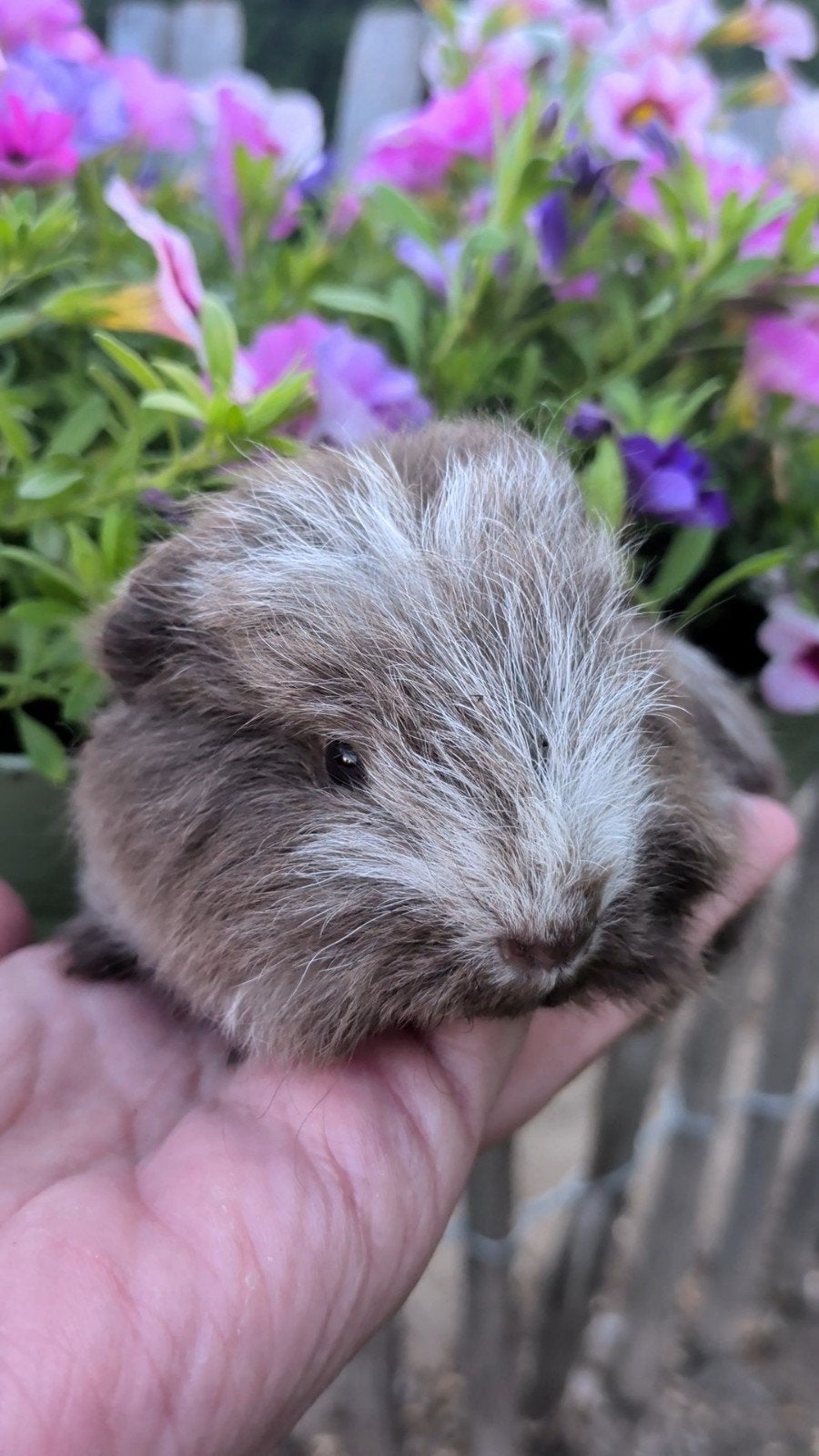 Lieve baby ch Teddy cavia zeugje meisje, Dieren en Toebehoren, Knaagdieren, Cavia, Juli, Vrouwelijk, Tam