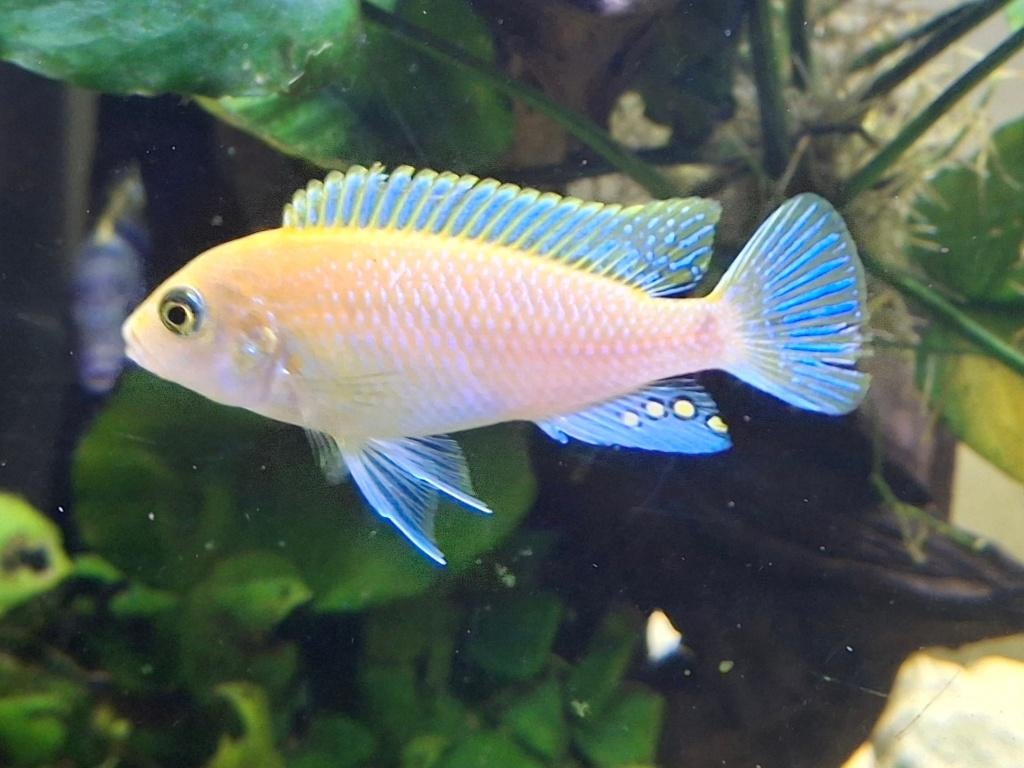 Malawi cichliden, Dieren en Toebehoren, Vissen | Aquariumvissen, Vis, Zoetwatervis