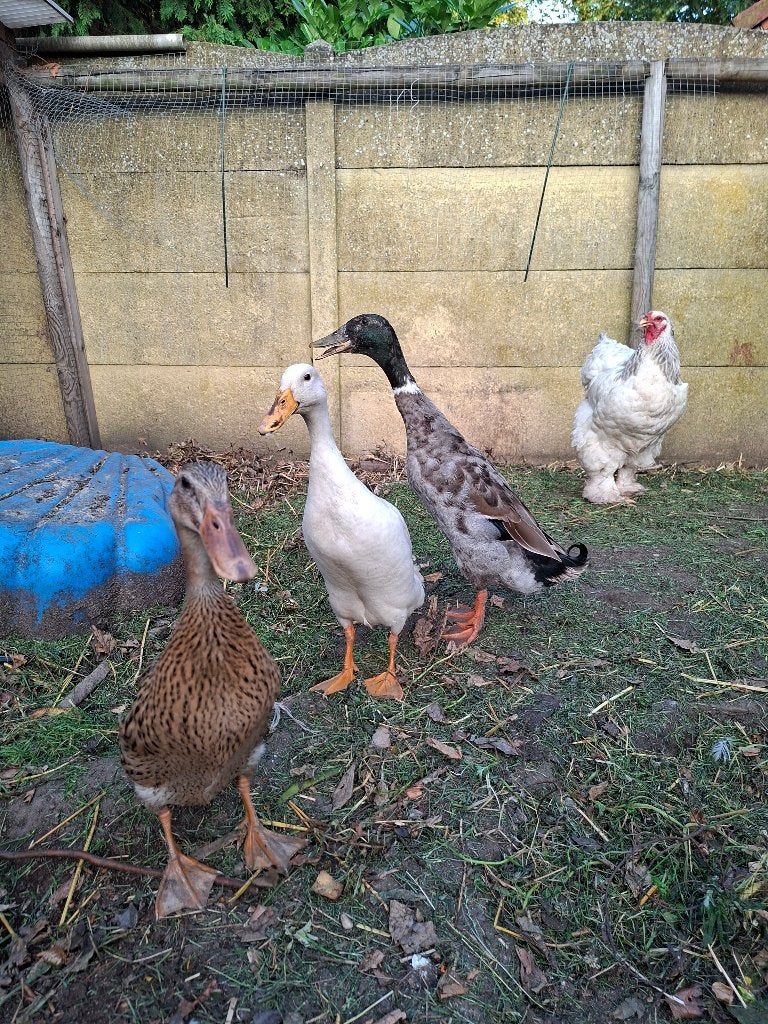 Trio loopeenden (2 vrouw + 1 man), Dieren en Toebehoren, Meerdere dieren, Eend