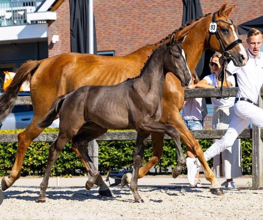 Bewezen fokmerrie – moeder van PSG/Inter I, Dieren en Toebehoren, Merrie, Met stamboom, Niet van toepassing, Dressuurpaard