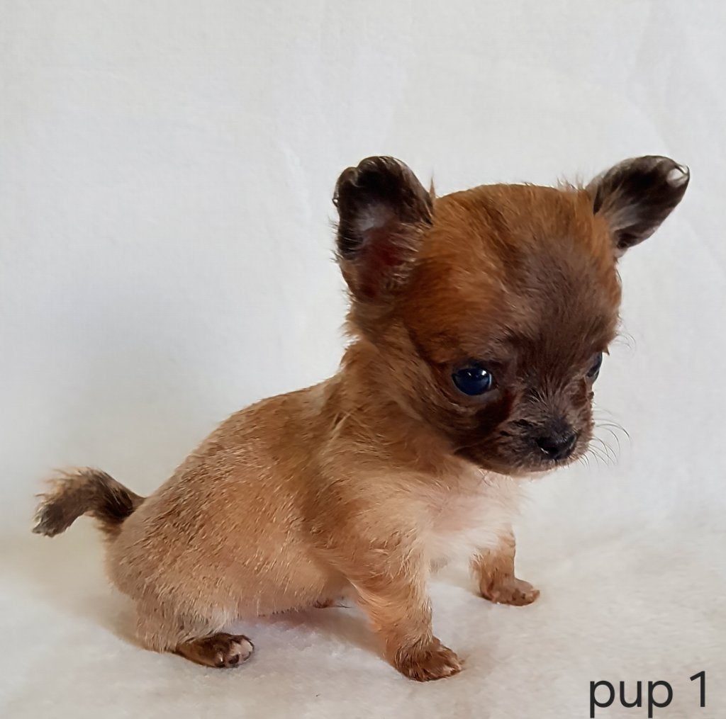 Chihuahua pup (klein reutje), Parvo, België, Particulier, Reu