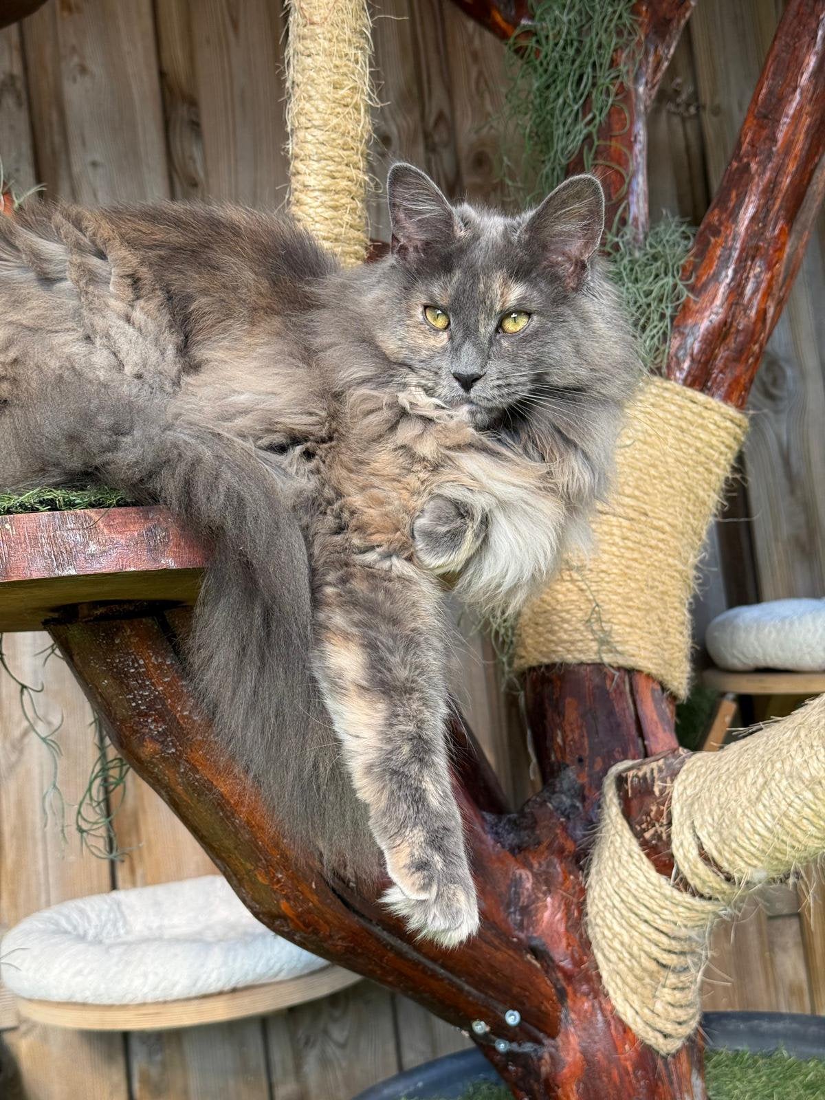 Maine coone, Dieren en Toebehoren, Katten en Kittens | Raskatten | Langhaar, Poes, Met stamboom, 0 tot 2 jaar