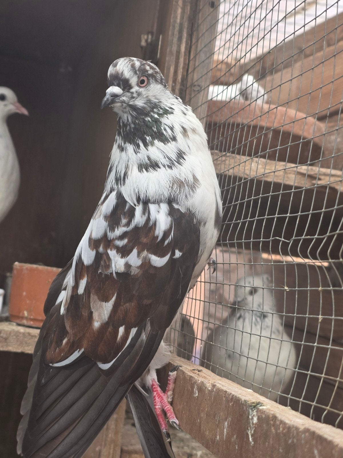 Hoegevligen iransse, Dieren en Toebehoren, Vogels | Parkieten en Papegaaien