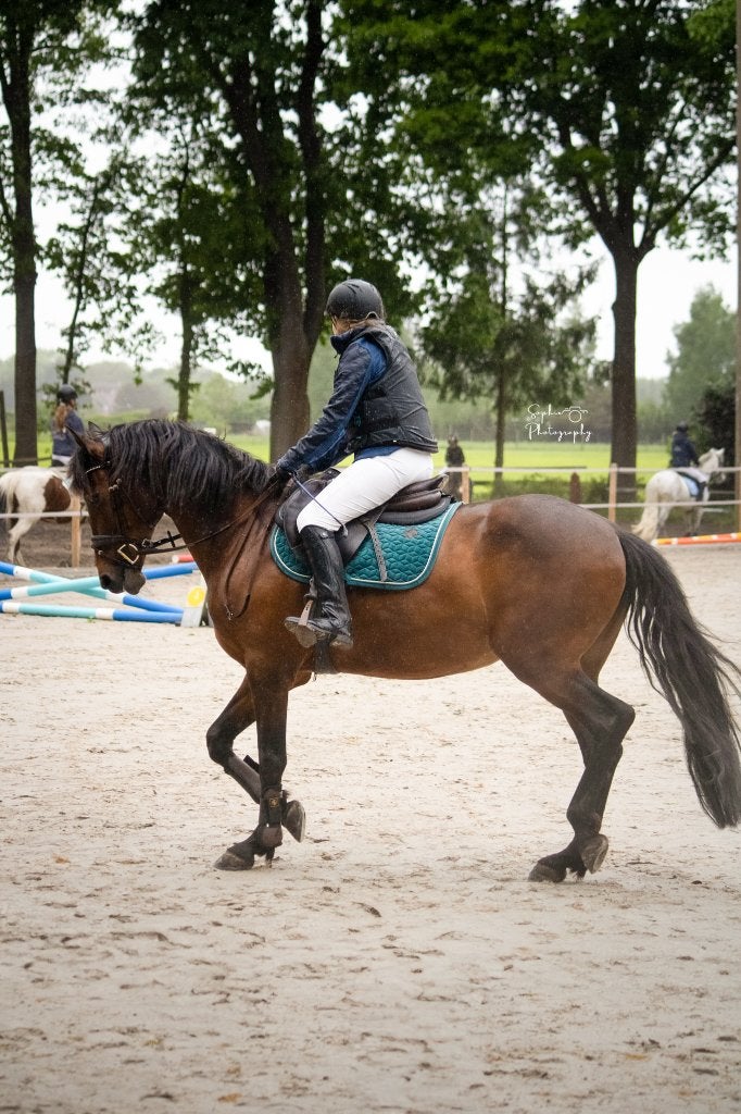 Brave recreatieve allrounder, Merrie, 160 tot 165 cm, Recreatiepaard, 11 jaar of ouder