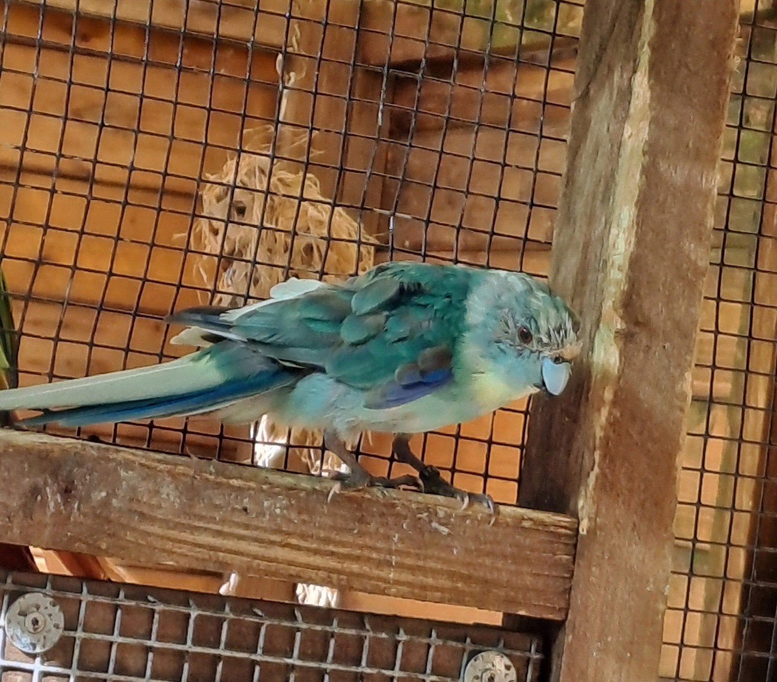 2 kakariki mannen, Dieren en Toebehoren, Mannelijk, Parkiet, Geringd