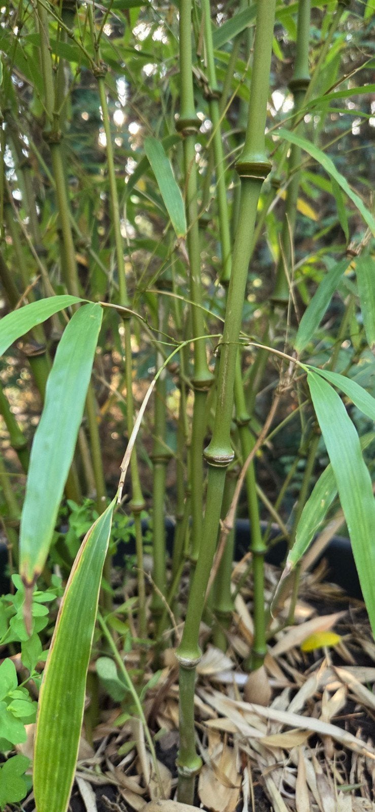 Rare bâton de marche en bambou chinois., Jardin & Terrasse, Enlèvement