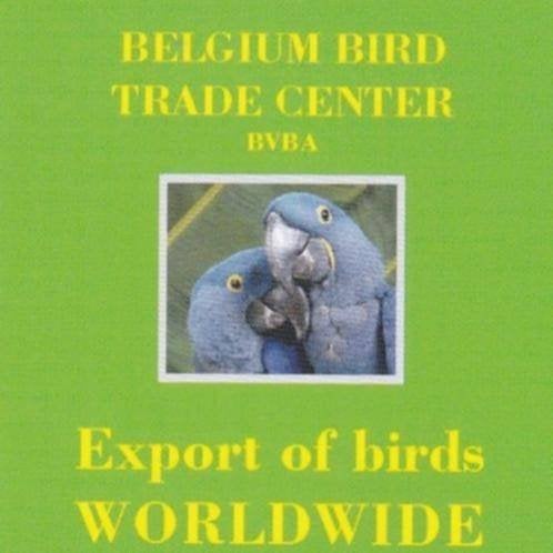 Europese vogels te koop gevraagd, Dieren en Toebehoren, Meerdere dieren, Wildzangvogel