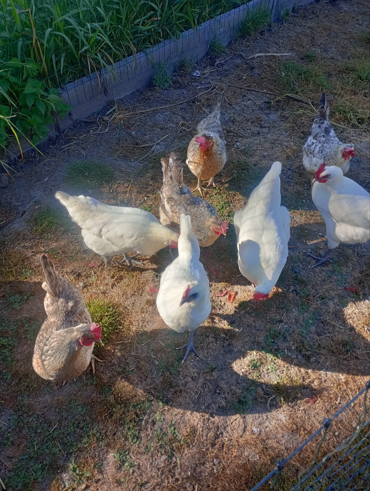 4 hennen cream legbar, Dieren en Toebehoren, Pluimvee, Vrouwelijk, Kip