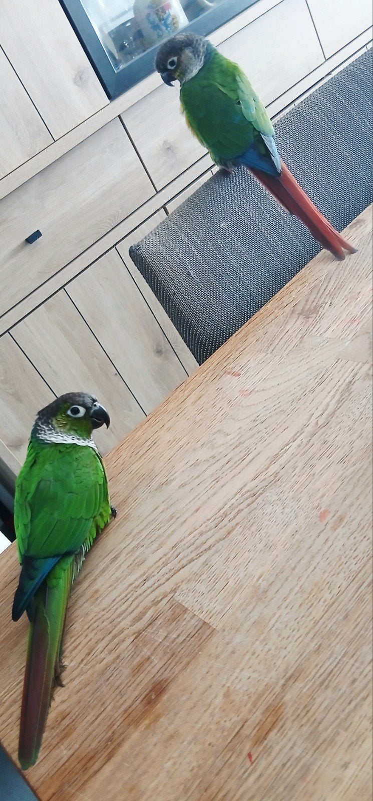 koppel halftamme groenwangparkieten, Dieren en Toebehoren, Meerdere dieren, Parkiet, Geringd