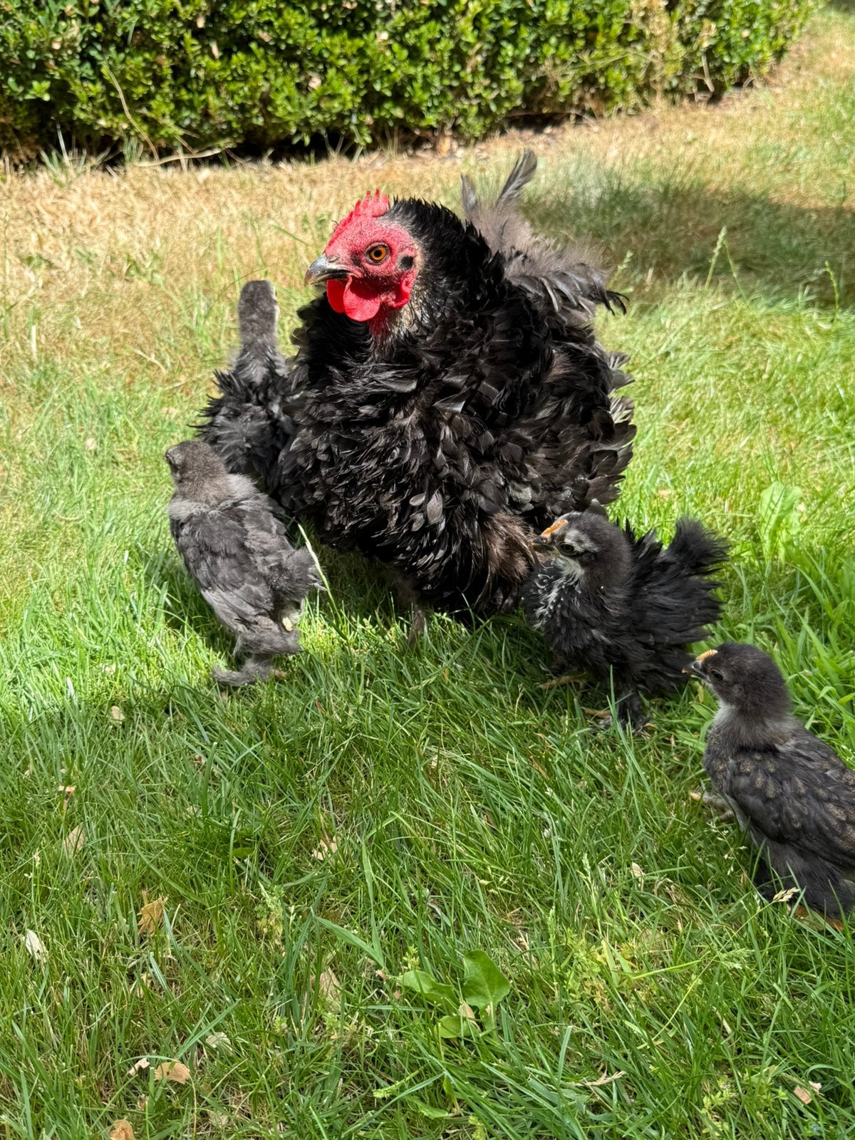 Cochin kriel hen met kuikens, Kip