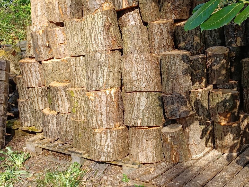 Openhaardhout Elzen blokken van ca. 25 cm hoog., 25 à 50 cm, Moins de 100 cm, Moins de 25 cm, Enlèvement