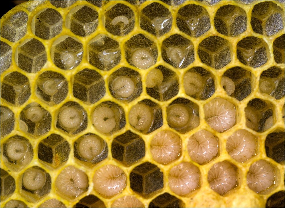 Carnica bijen, Abeilles