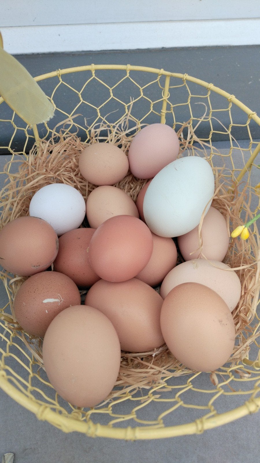 broedeieren., Dieren en Toebehoren