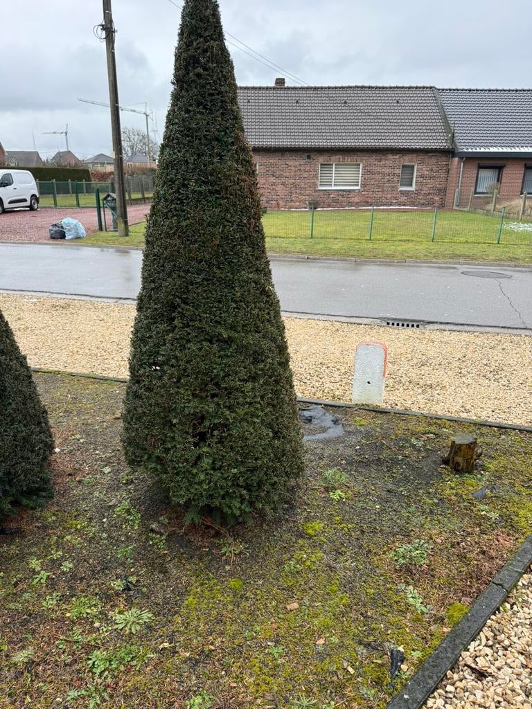 Taxus kegel / piramide, Tuin en Terras, Planten | Bomen, Ophalen
