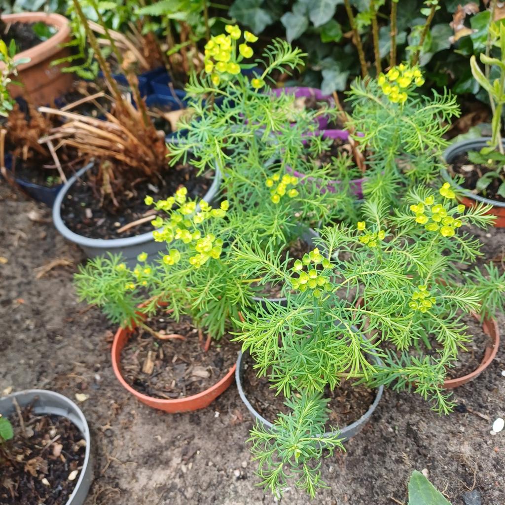 Wolfsmelk/ euphorbia, Tuin en Terras, Ophalen