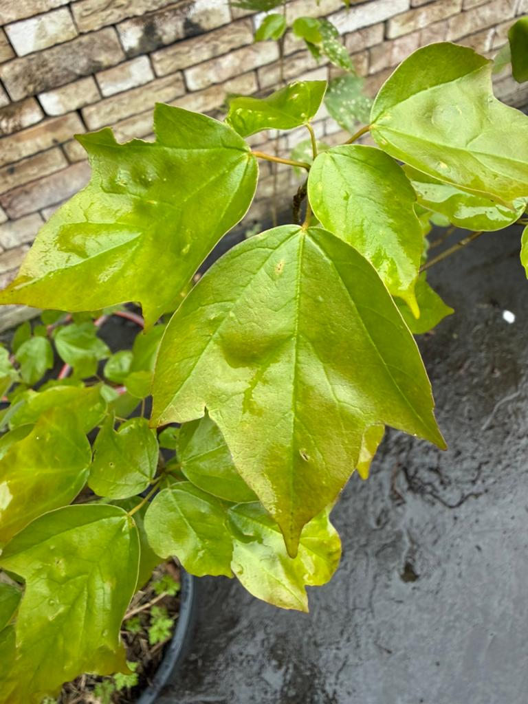 Acer buergerianum, drietandesdoorn, Ophalen