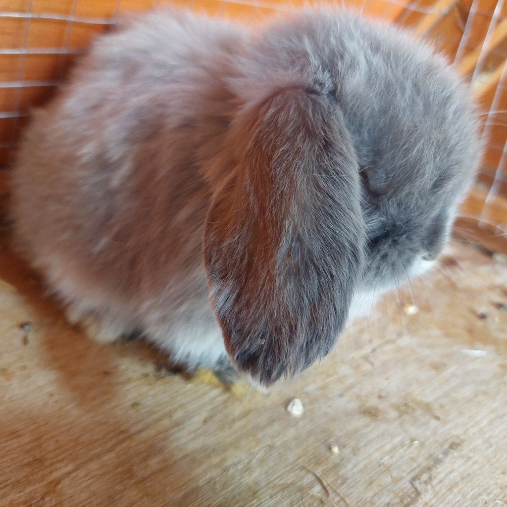 Infirmière Minilop de race, Animaux & Accessoires, Lapins, Femelle, Nain, Oreilles tombantes, 0 à 2 ans
