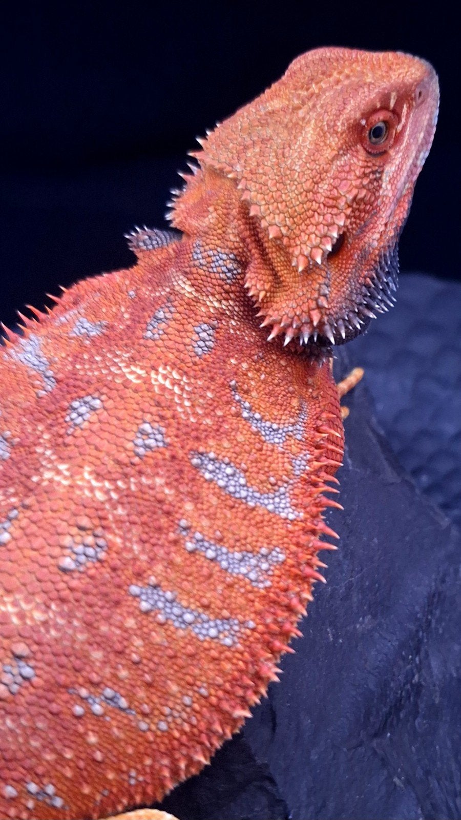 50% Red Monster Extreme Blue Tiger Man (Uniek Holdback)