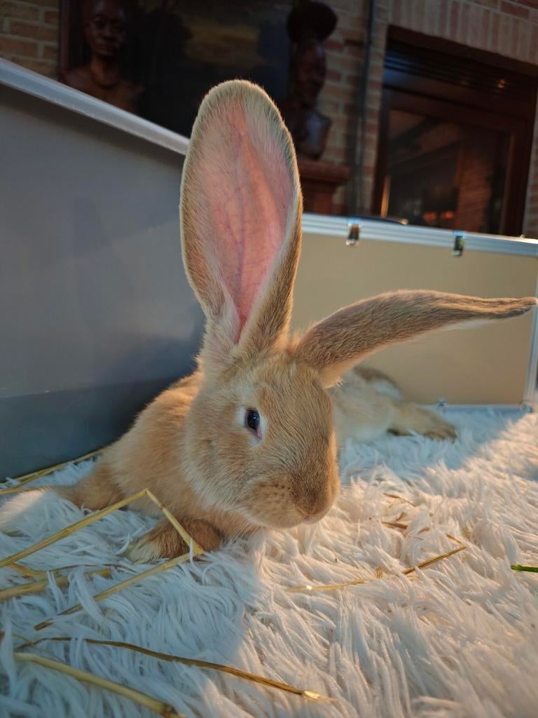 Duitse reuzen konijnen te koop, Dieren en Toebehoren