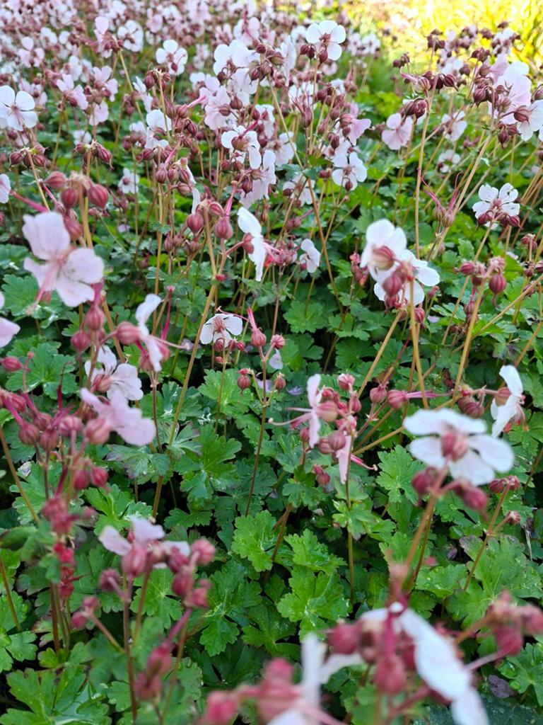 Lichtroze bodembedekker 0,50 EUR en donkerroze 0,90 EUR, Tuin en Terras, Ophalen