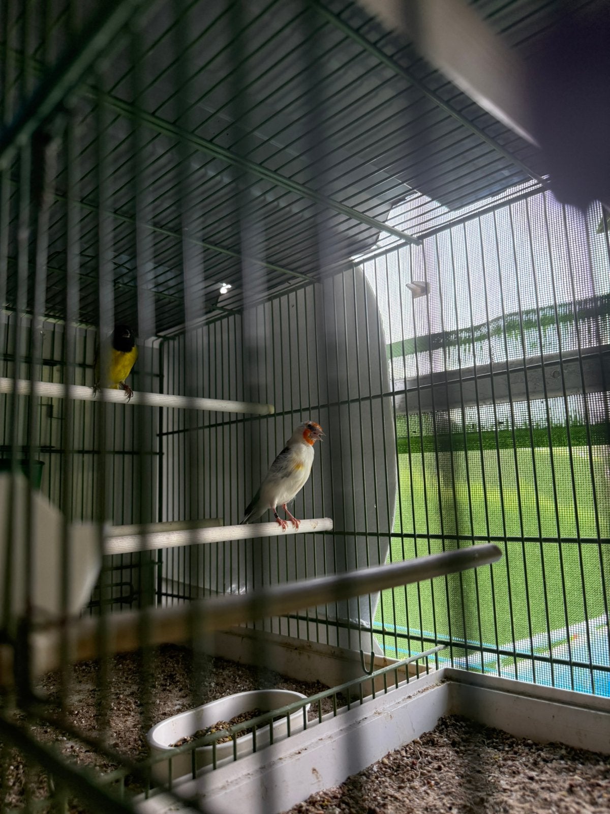 Femelle Chardonneret major, Dieren en Toebehoren, Vogels | Overige Vogels, Vrouwelijk, Wildzangvogel, Tam