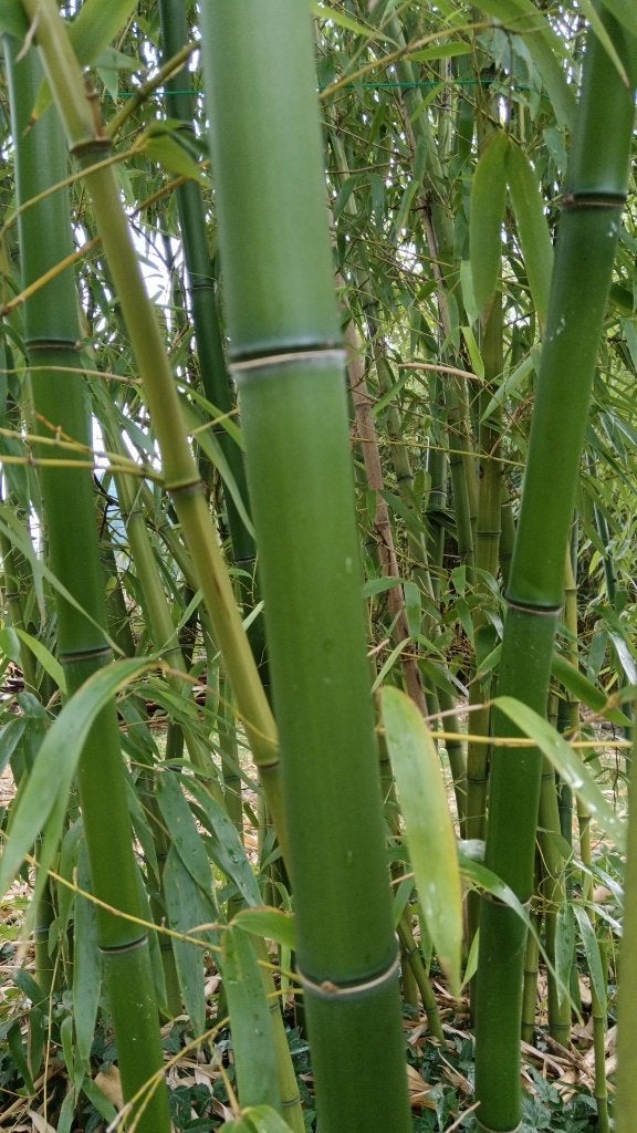 Gigantische bamboe, Tuin en Terras, Planten | Tuinplanten, Ophalen
