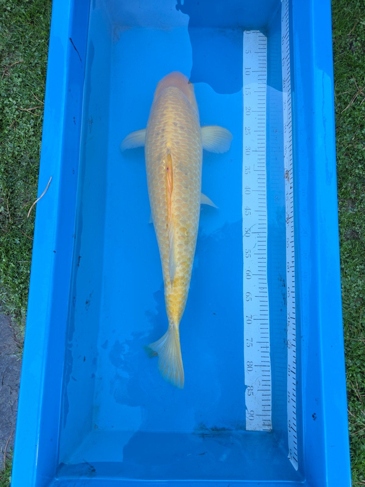 Karashigoi 70-75cm, Dieren en Toebehoren