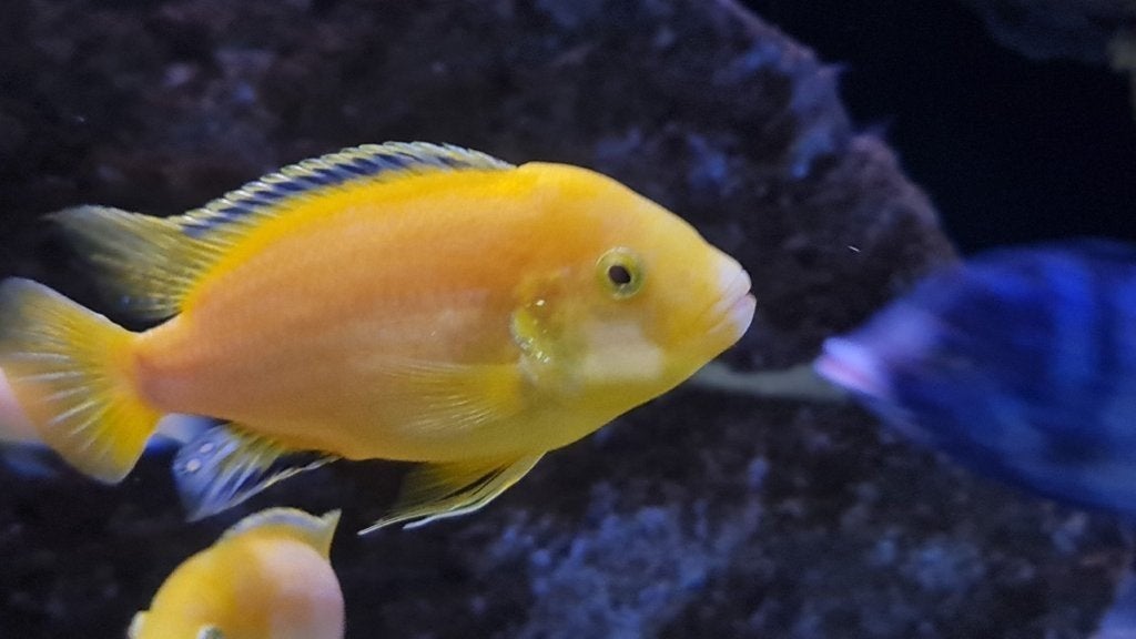 Beau groupe d'adultes « Labidochromis caeruleus Yellow », Poisson, Poisson d'eau douce, Banc de poissons