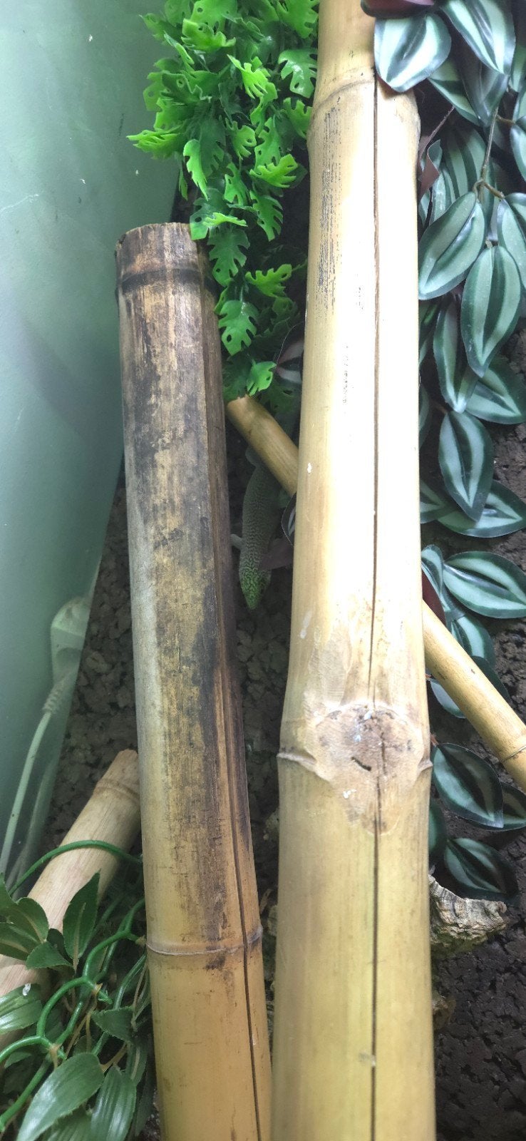 phelsuma standingii, Animaux & Accessoires, Reptiles & Amphibiens, Lézard, 0 à 2 ans