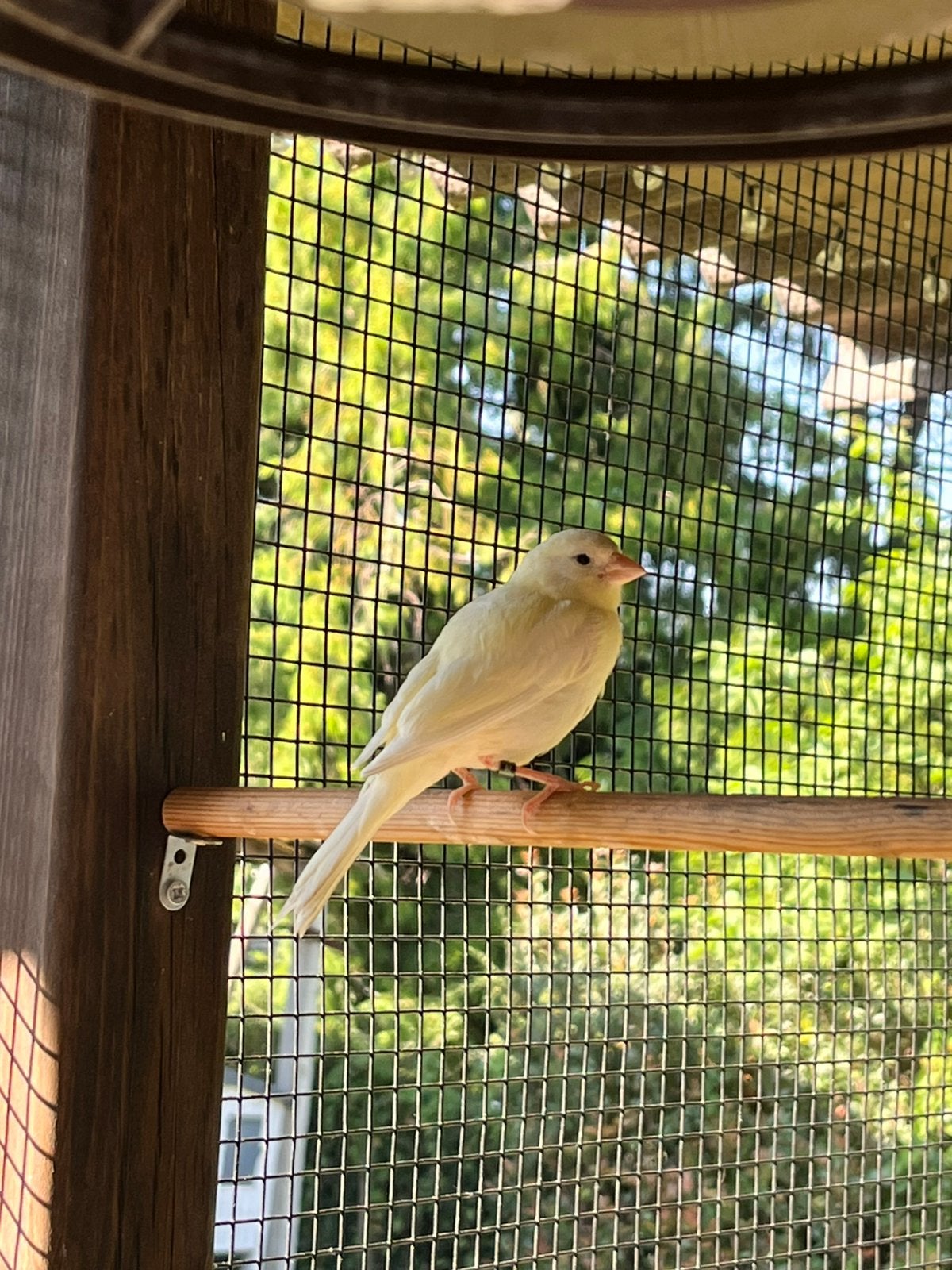 Plusieurs magnifiques canaris de 2026, Plusieurs animaux, Canari chanteur