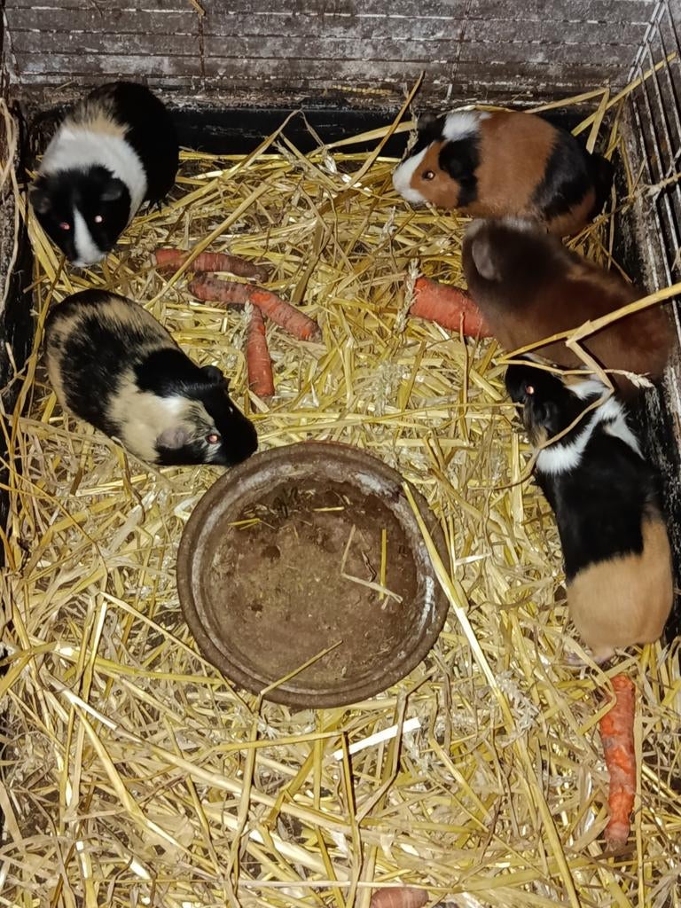 Cavia zeugjes, Domestique, Novembre, Cobaye, Femelle