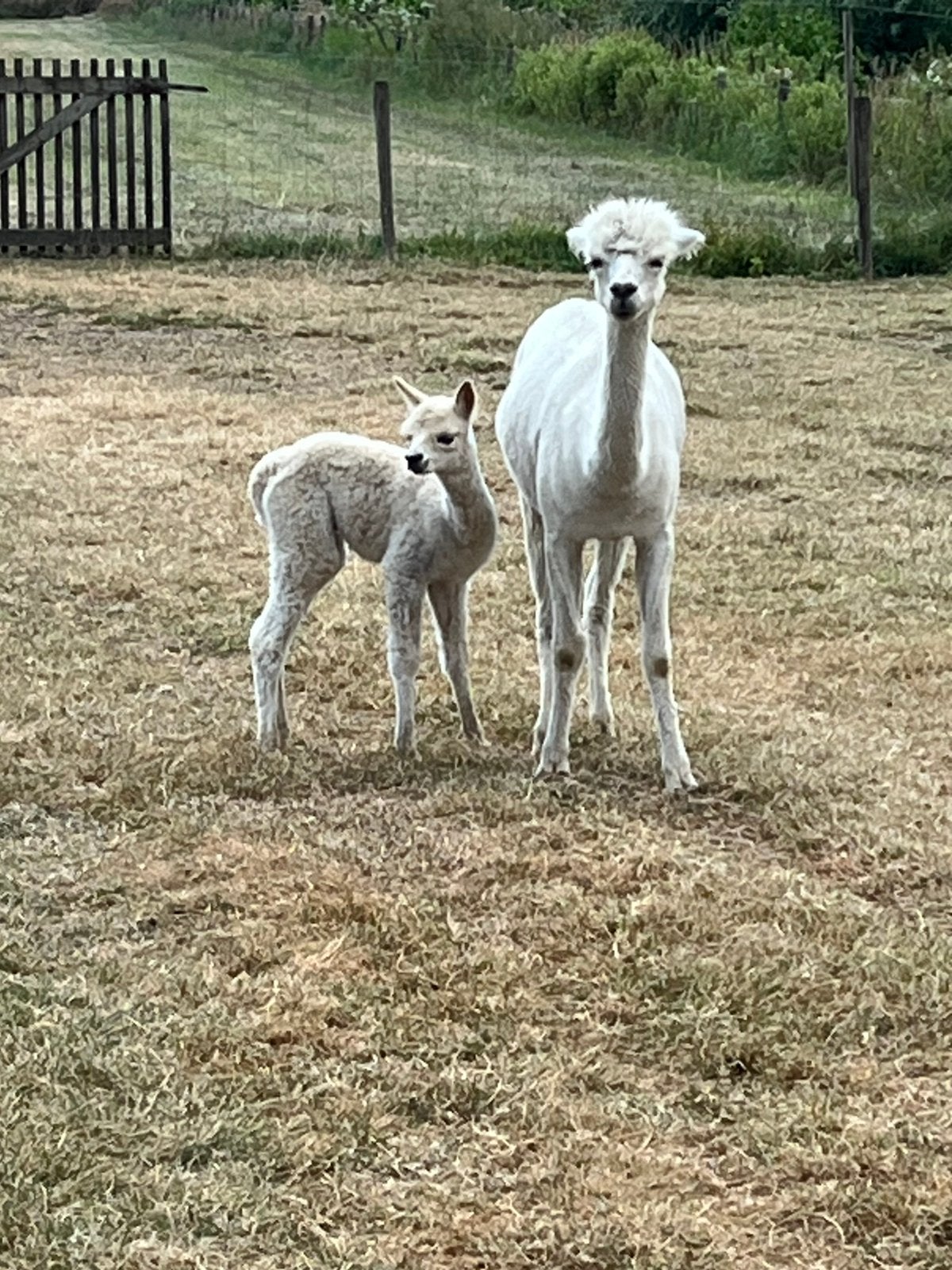 Alpaca merry en veulen, Mars, Plusieurs animaux