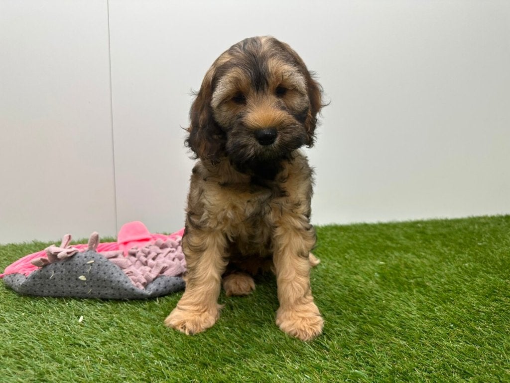 Nestje Cockapoo pups 2, Parvo, België, 8 tot 15 weken, Meerdere