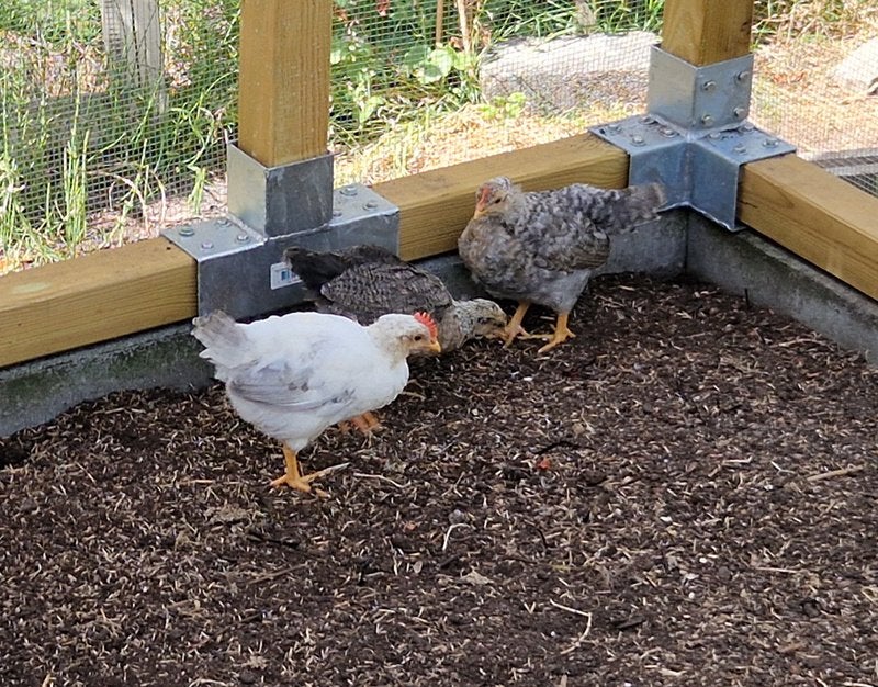 Raszuivere jonge haantjes Cream Legbar, Mâle, Poule ou poulet