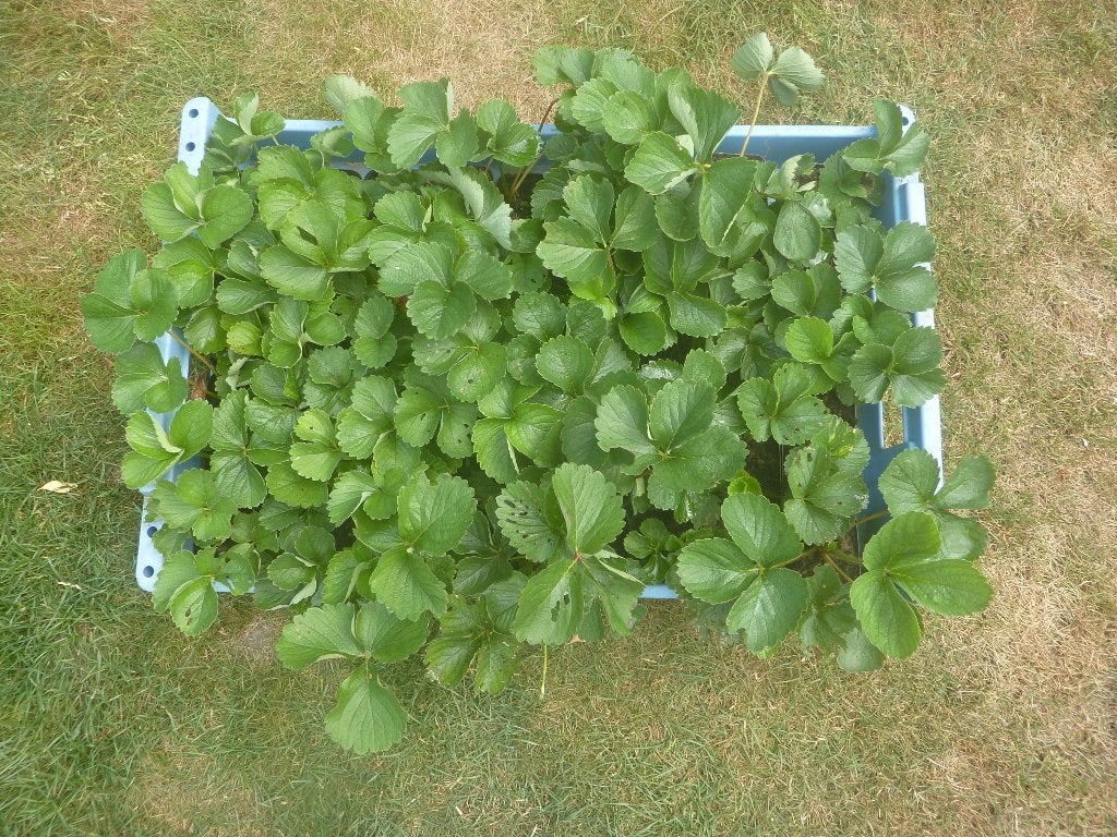 Jonge aardbei plantjes, Tuin en Terras, Planten | Tuinplanten, Ophalen