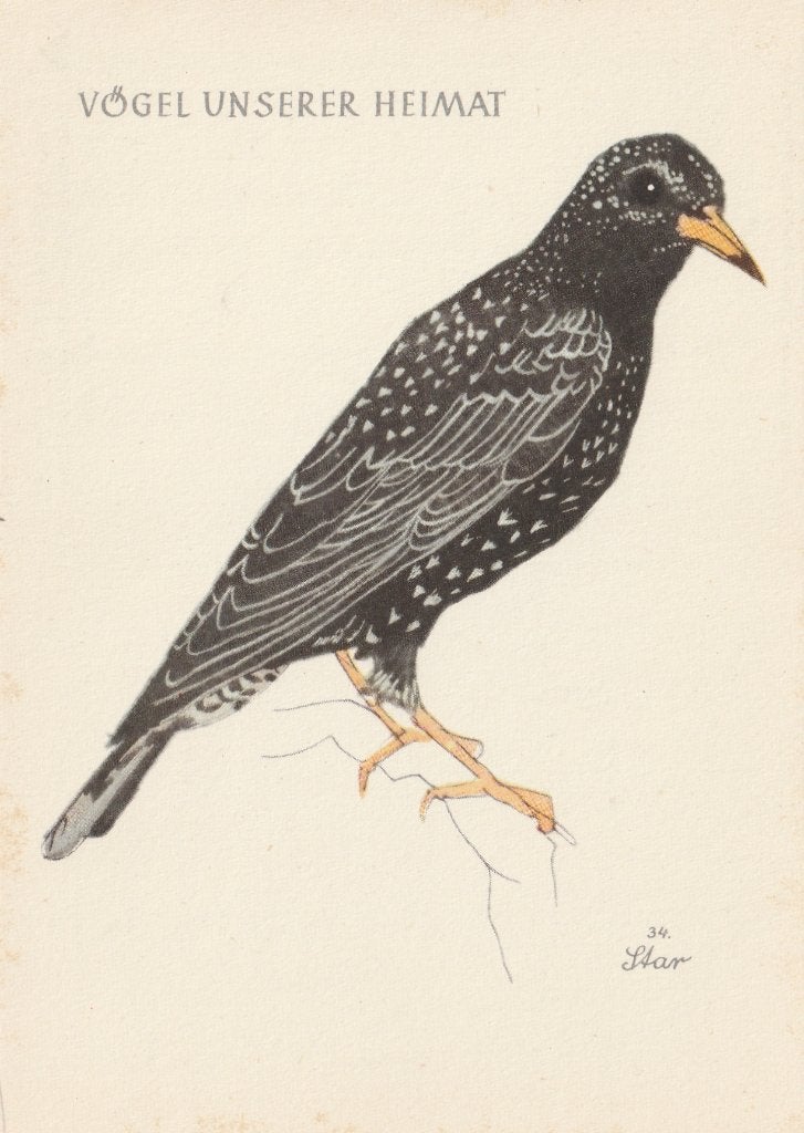 SPREEUW, Collections, Cartes postales | Animaux, Envoi, Non affranchie, Oiseaux