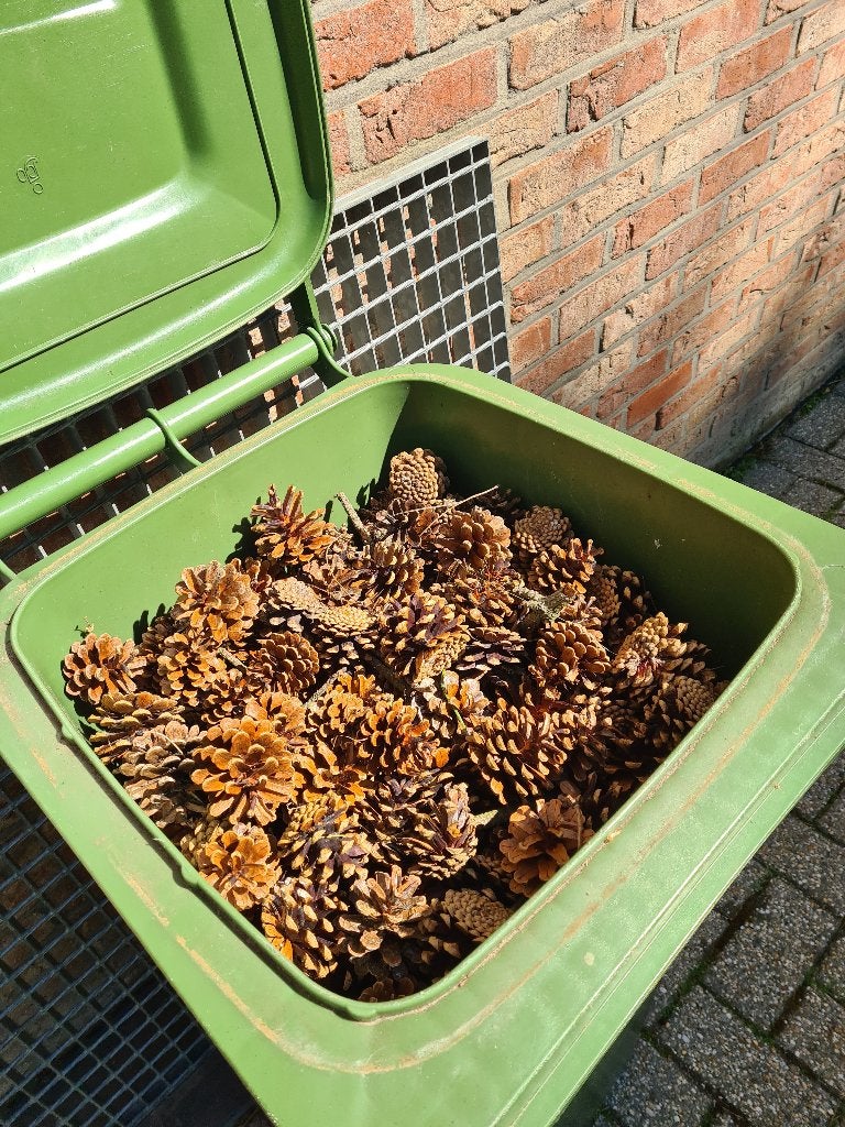 Des pommes de pin sèches comme point de départ, Enlèvement, Neuf, Bois, Autres types