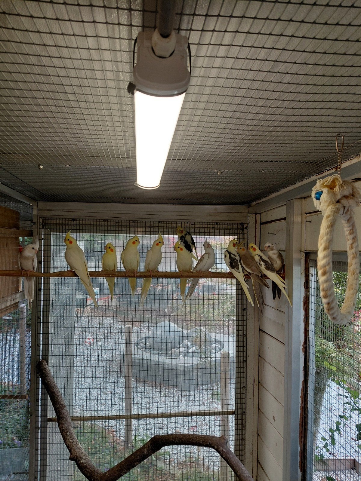 Calopsittes, Animaux & Accessoires, Oiseaux | Perruches & Perroquets