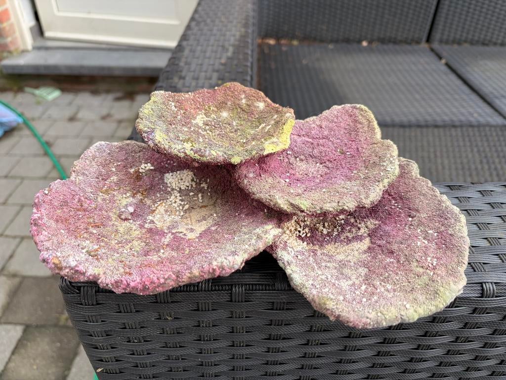 Mooie steen met verdiepen voor in aquarium, Dieren en Toebehoren, Ophalen, Zo goed als nieuw