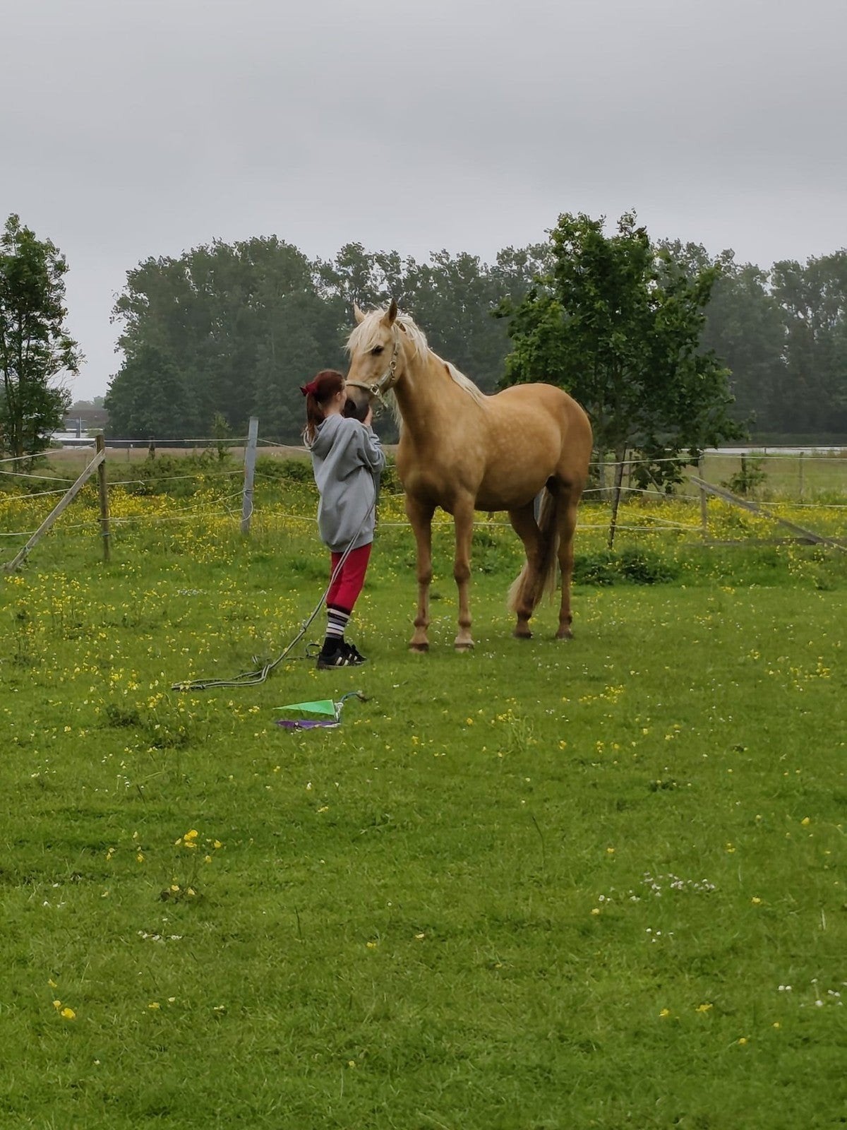 Hengstgezocht, Dieren en Toebehoren, Paarden, Hengst