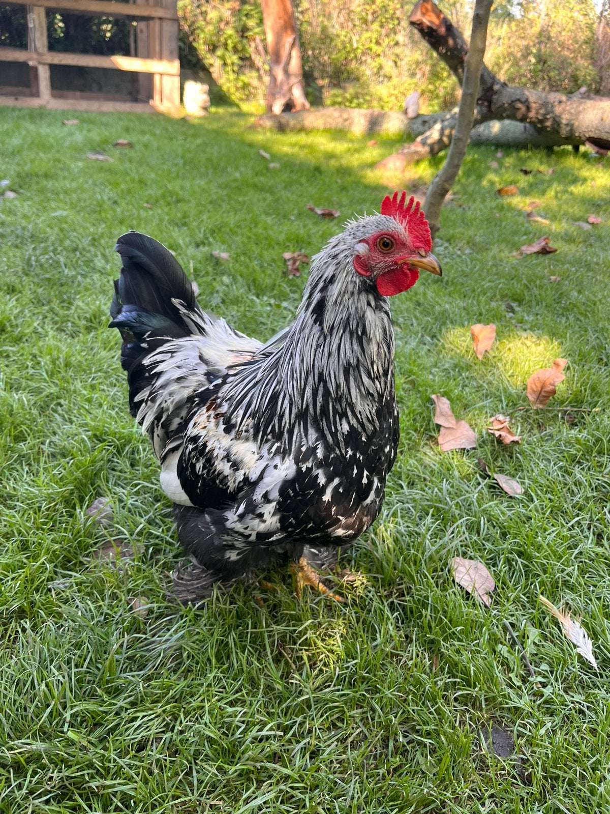 Jong haantje, Dieren en Toebehoren, Mannelijk, Kip