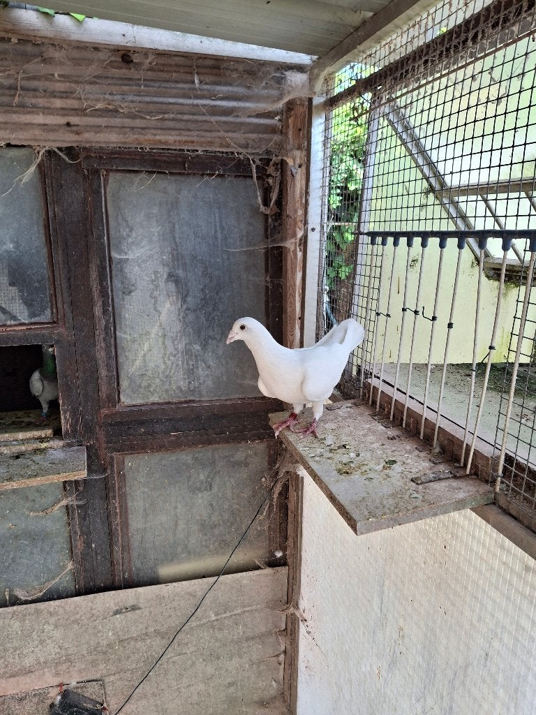 witte speelduif, Dieren en Toebehoren, Vogels | Duiven, Mannelijk, Postduif
