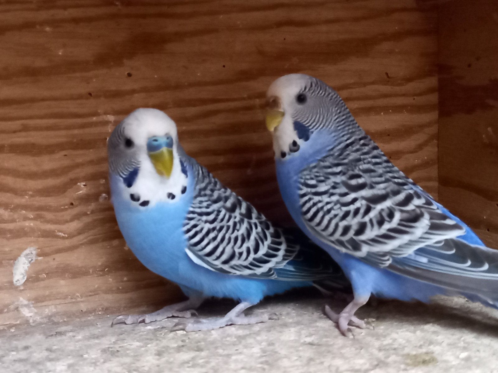 koppel grasparkieten, Animaux & Accessoires, Oiseaux | Pigeons