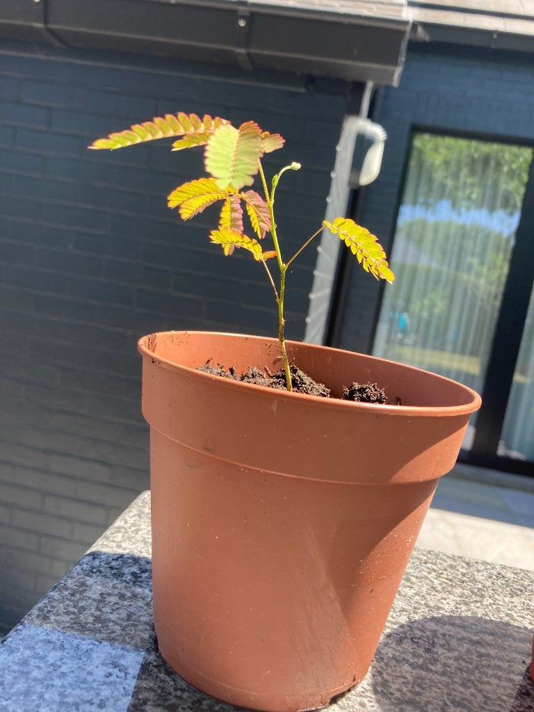 ALBIZIA ZAAILINGEN OF PERZISCHE SLAAPBOOM BONZAI, Tuin en Terras, Planten | Bomen, Overige soorten, Zomer, Ophalen, Volle zon