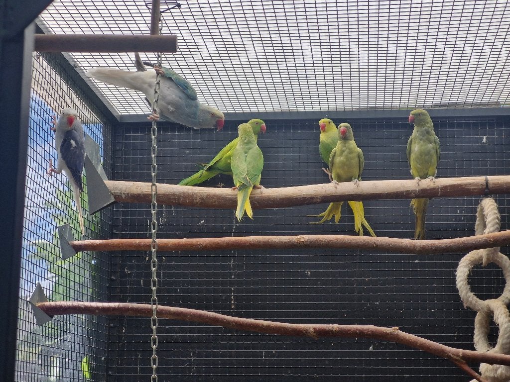 Jonge halsbandparkieten, Dieren en Toebehoren, Vogels | Parkieten en Papegaaien, Geringd