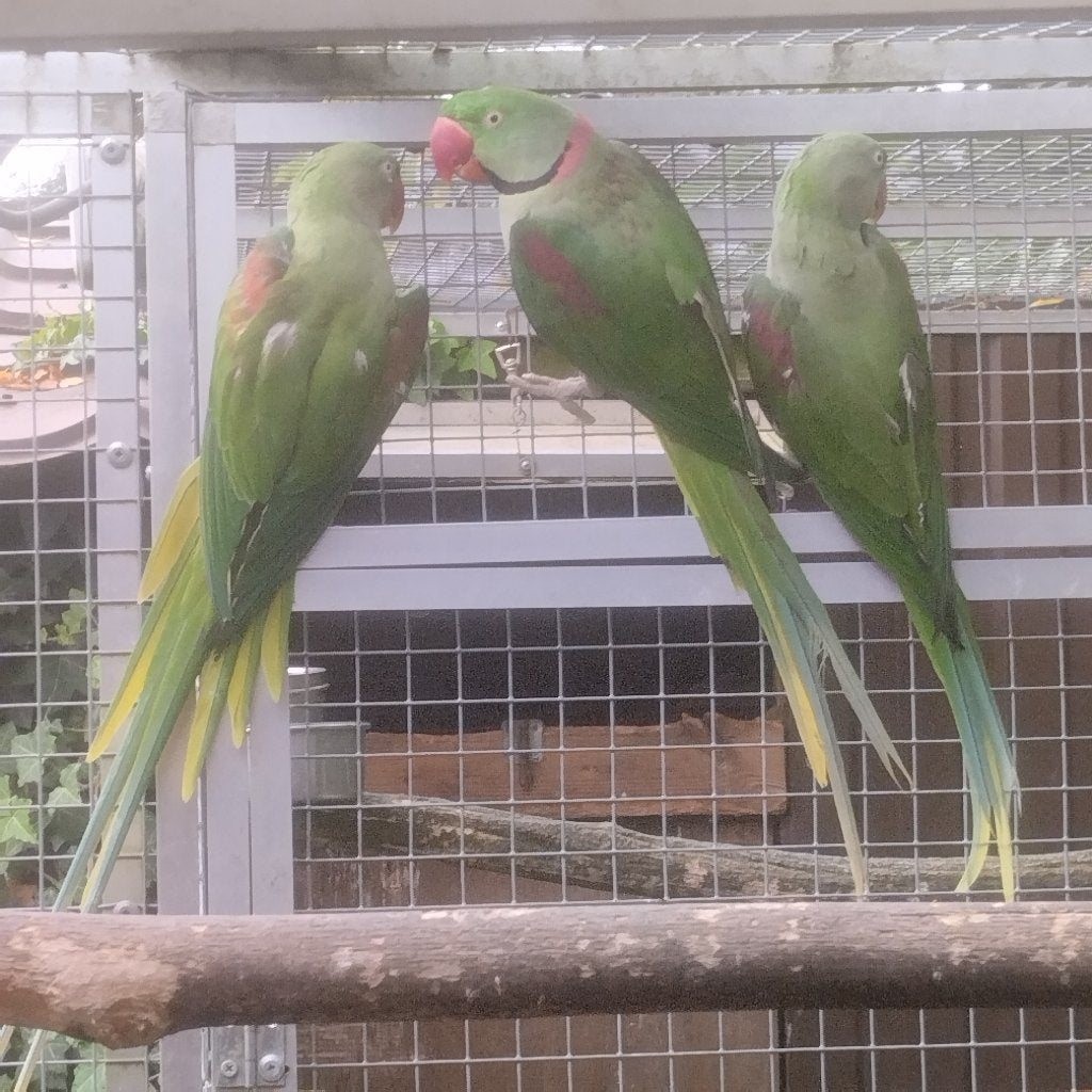 4 couples reproducteur Alexandre et femelle Derbyan, Plusieurs animaux, Perruche, Bagué