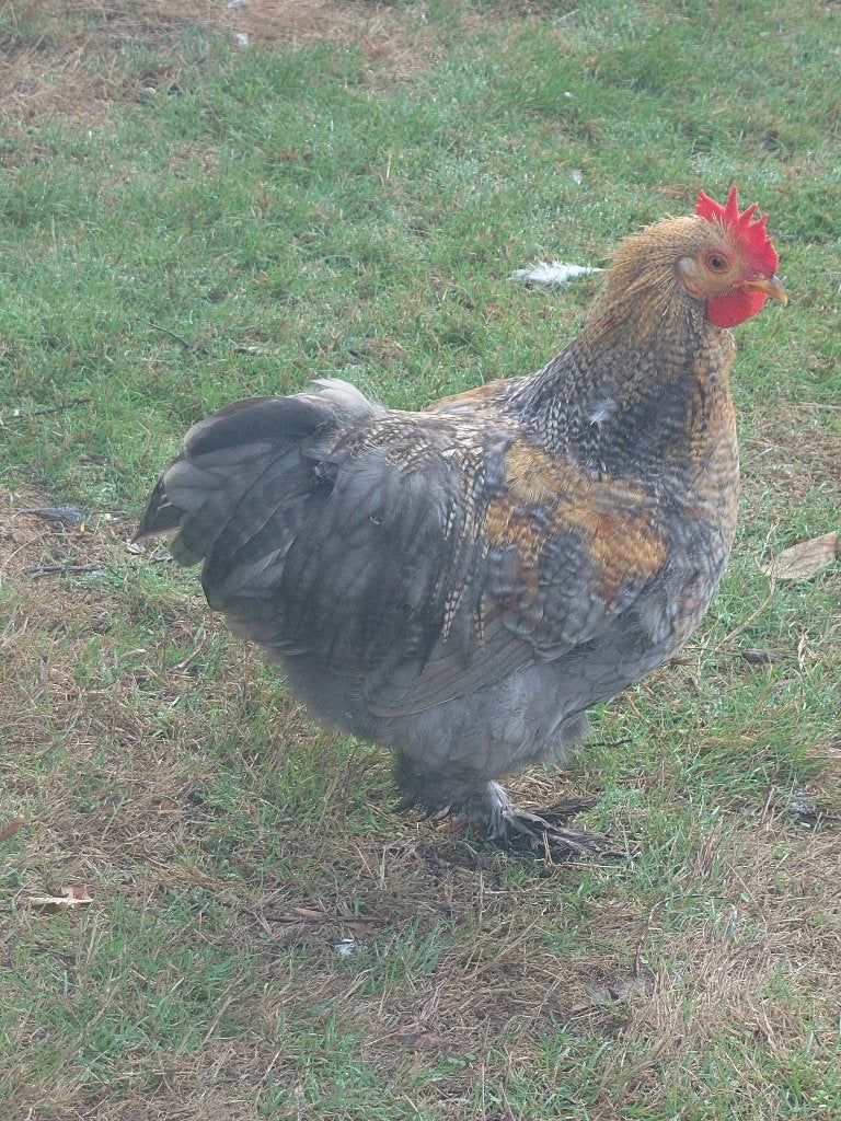 haantje kruising wyandotte cochin, Dieren en Toebehoren, Mannelijk, Kip